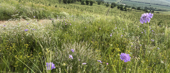 1754275126553636.jpg 11,苏人牧场花海.jpg