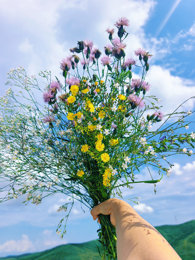 1754275472147144.jpg 23,苏人牧场山野花.jpg