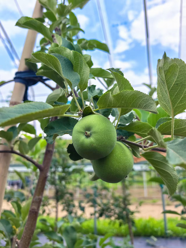 1754275594494314.jpg 28,苏人牧场冰苹果长势喜人.jpg