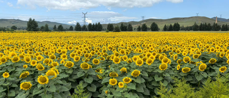 1756087784108934.jpg 2.jpg