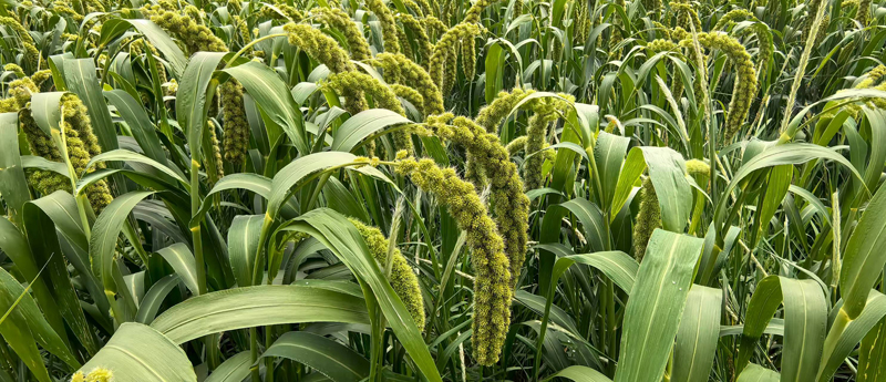 1756087877943574.jpg 5.jpg