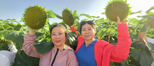 1757061335518450.jpg 10苏人牧场有机葵花基地.jpg